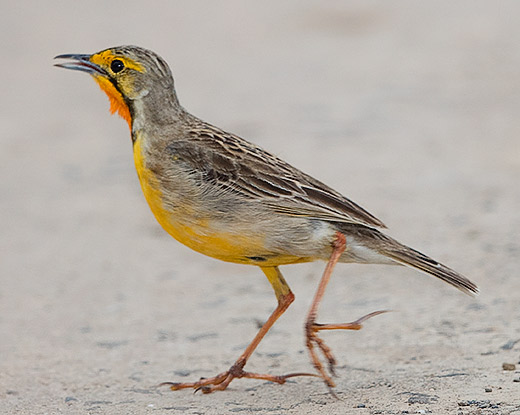 Cape Longclaw